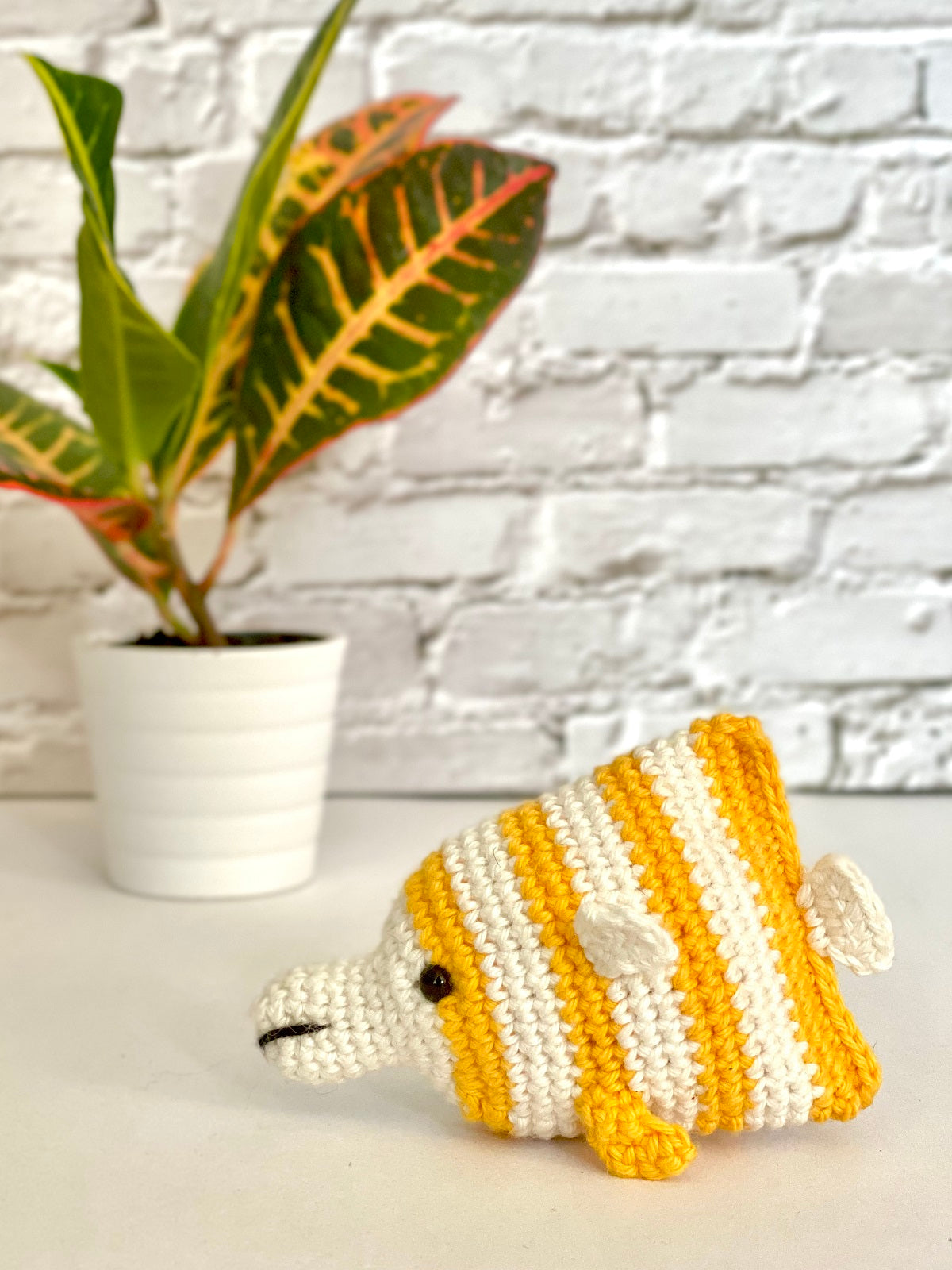 The pincetfish Bonnie