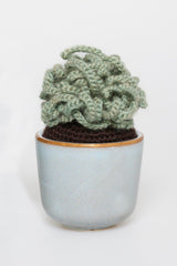 Curly succulent